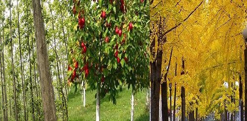 la suddivisione della arboricoltura