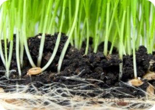 la germinazione