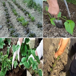 come effettuare il trapianto delle piantine nell'orto