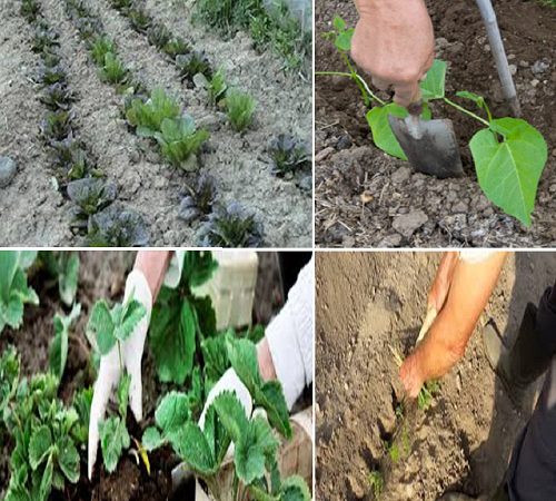 come effettuare il trapianto delle piantine nell'orto