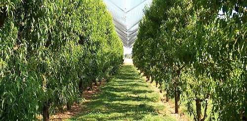 i fattori da valutare per la realizzazione di un arboreto vantaggi e svantaggi