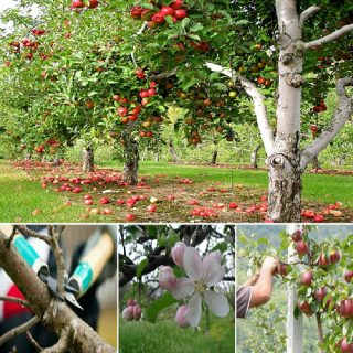 le cure colturali del melo