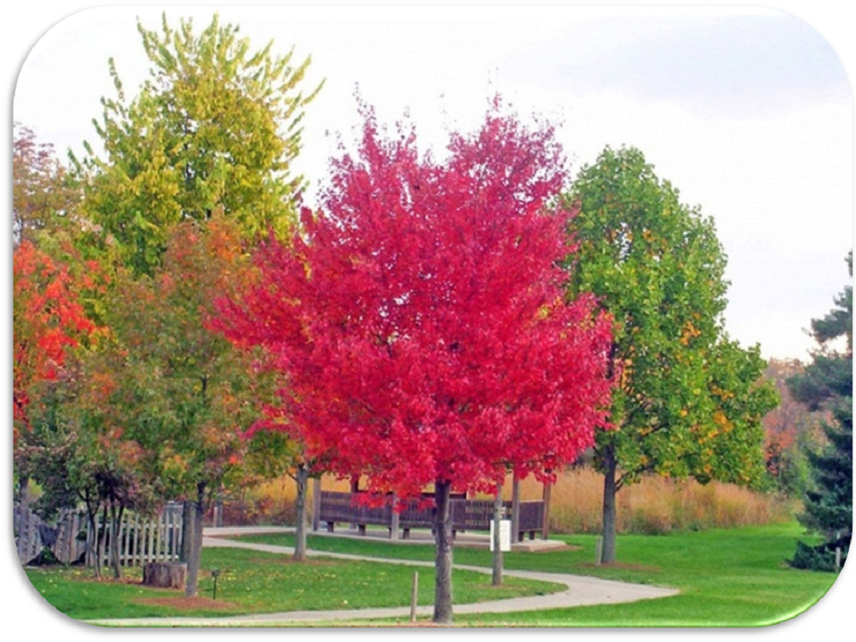 le varietà più diffuse degli alberi ornamentali