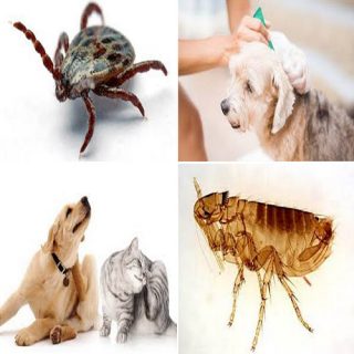 i parassiti degli animali domestici.
