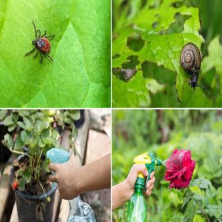 come eliminare gli insetti ed i parassiti dalle piante