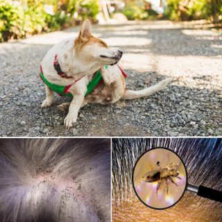 le malattie parassitarie degli animali