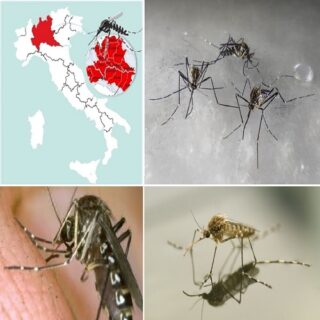 quali sono i rischi per l’uomo per la zanzara coreana.
